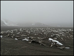 Whale Bones