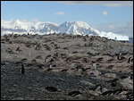 Penguin Colony