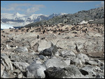 Penguin Colony
