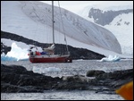A Weddell Seal