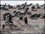 Penguin Colony