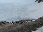 The Ice
