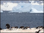 The Pengiun Breeding Ground