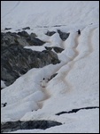 The Penguin Highway