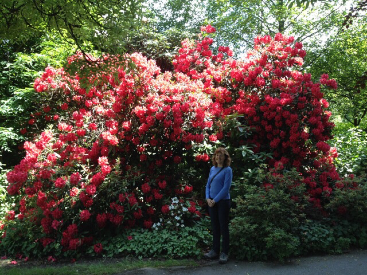 Rhododendron Garden