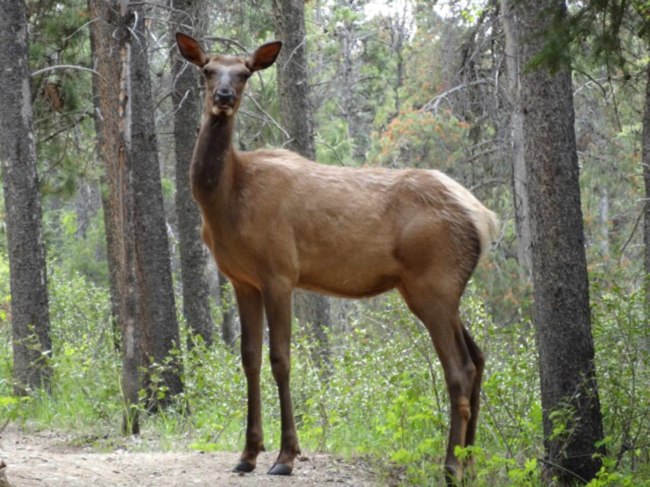 Elk (or were they Waputi?)