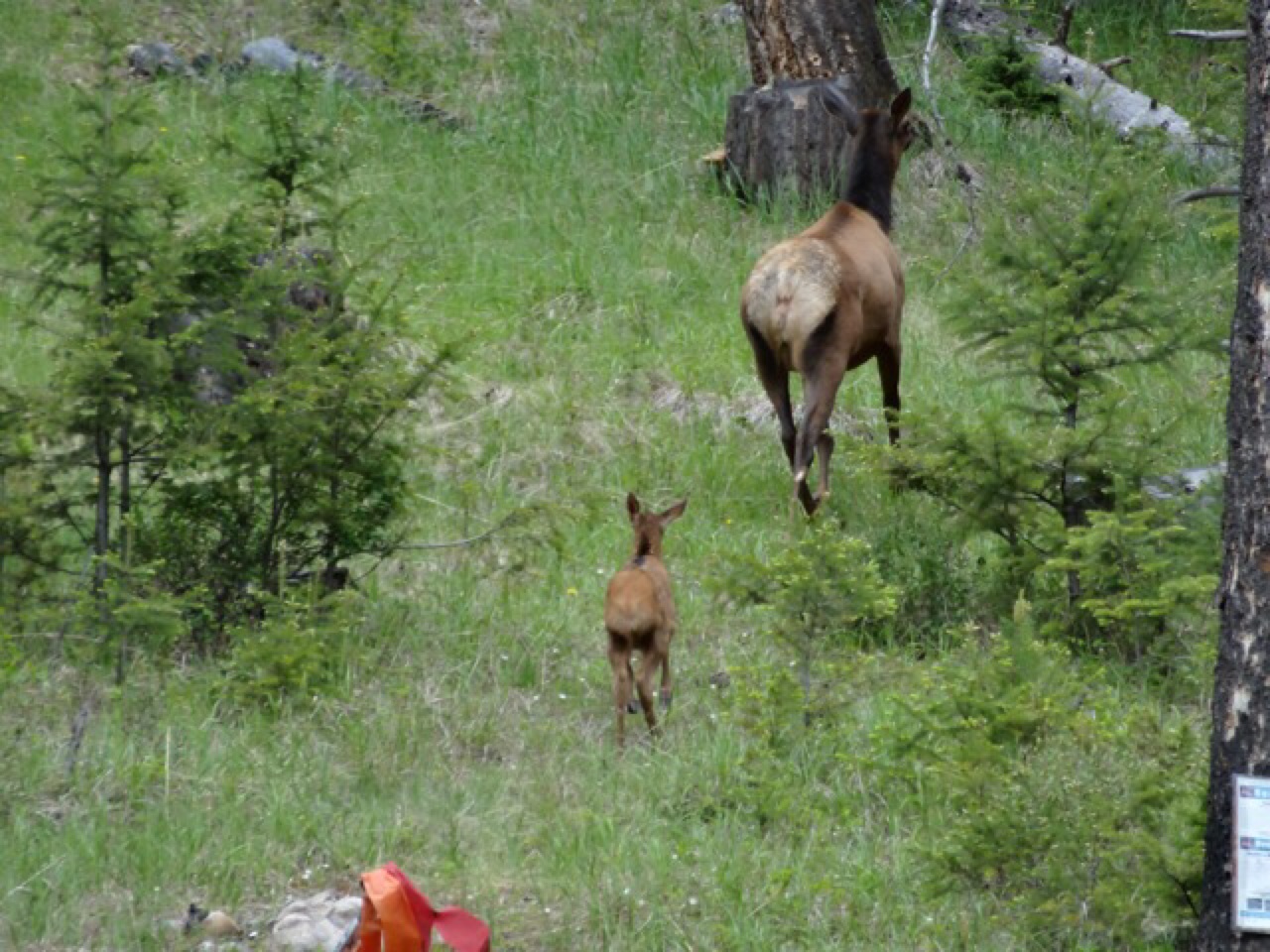Elk