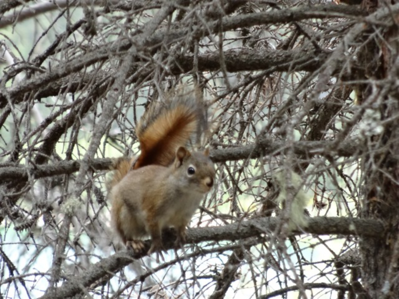 Red Squirrel