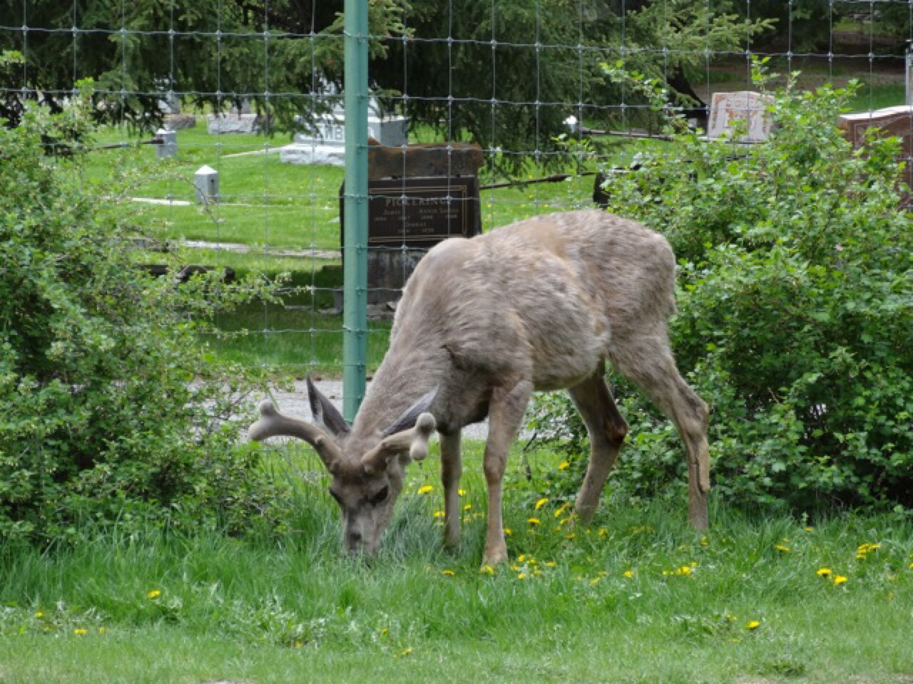 A Young Elk (we think)