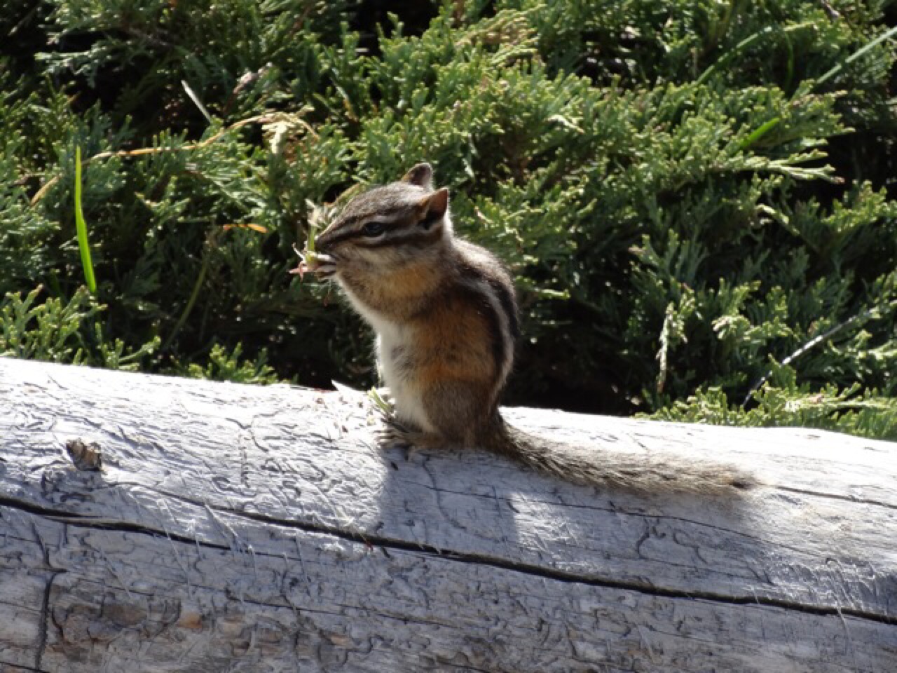 Chipmunk