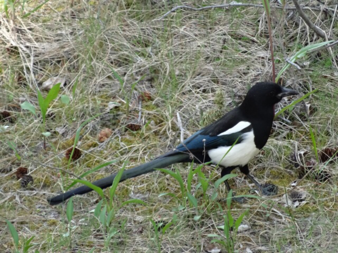 Some Kind of a Bird