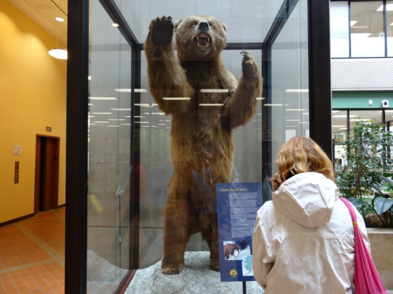 Alaskan Brown Bear