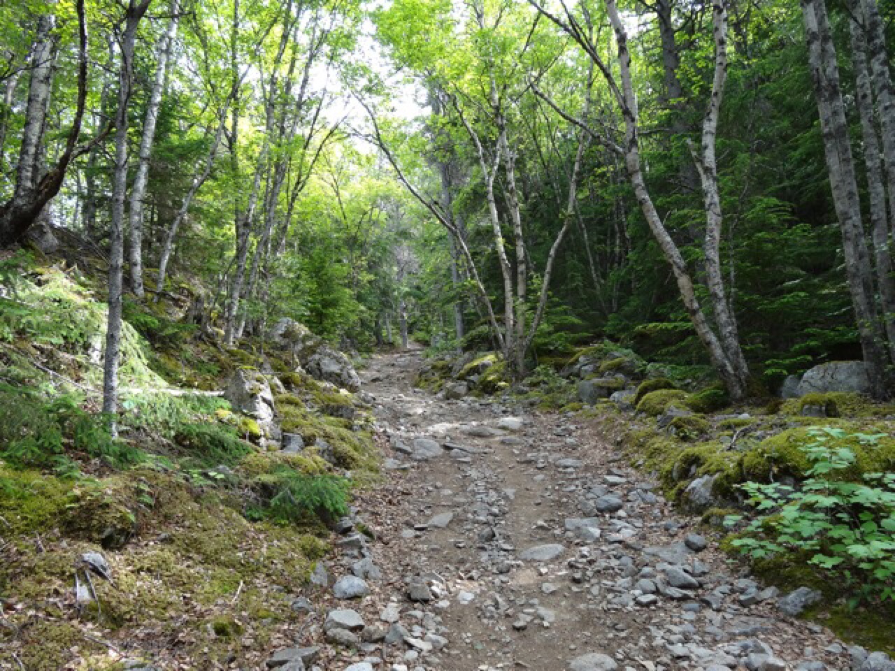 The Trail