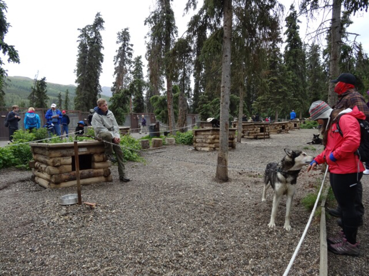 Patting The Huskies