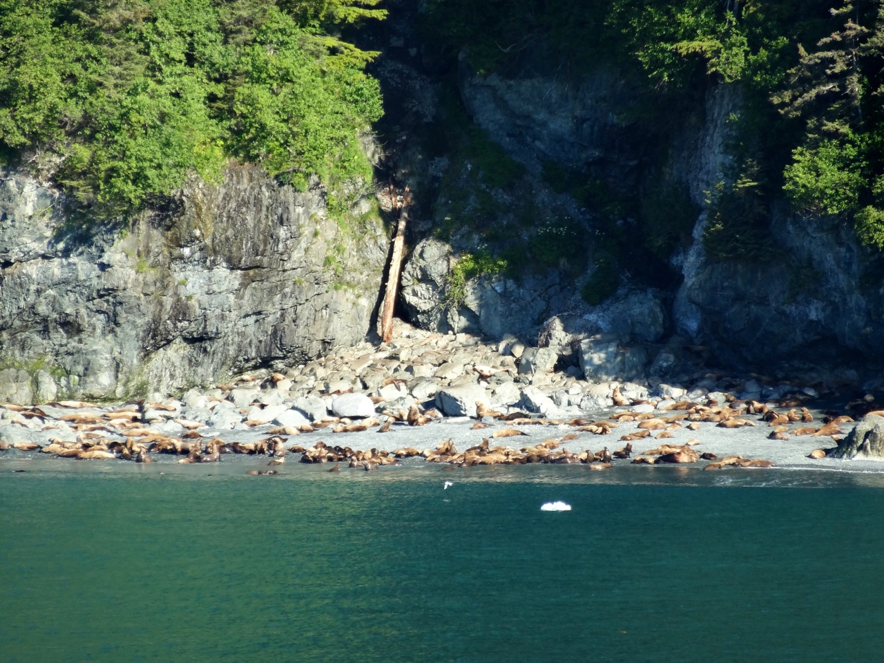 Sea Lions