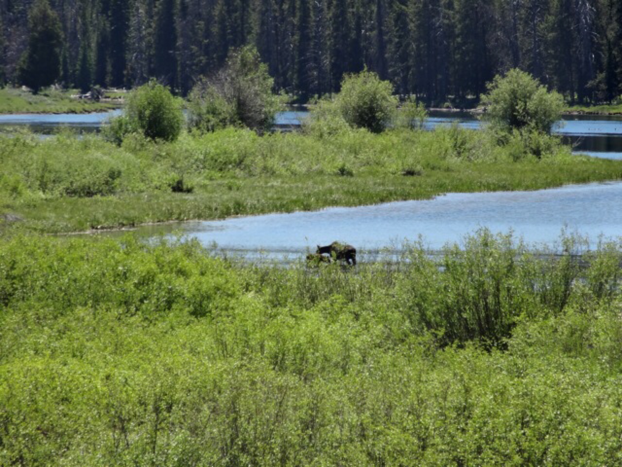 Moose and Calf