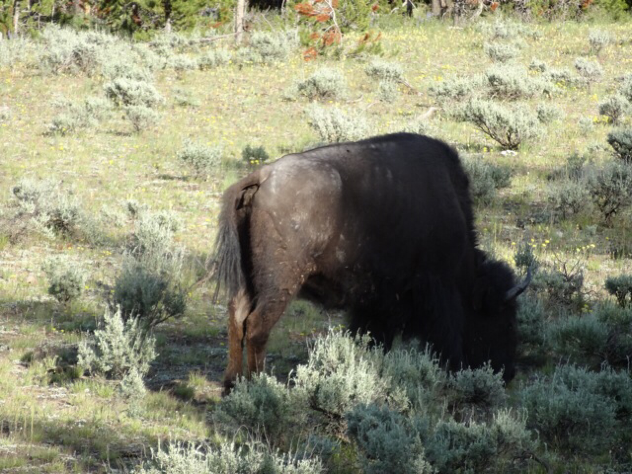 Bison