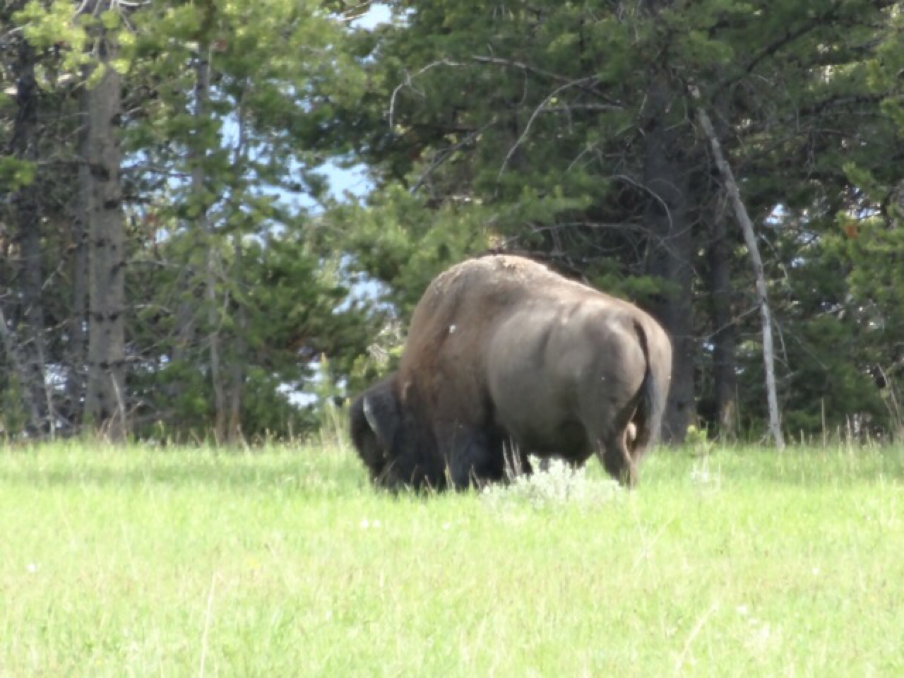 Bison