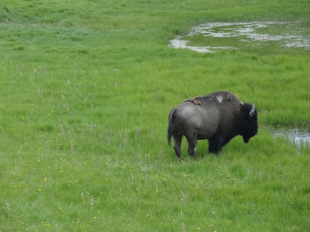 Bison