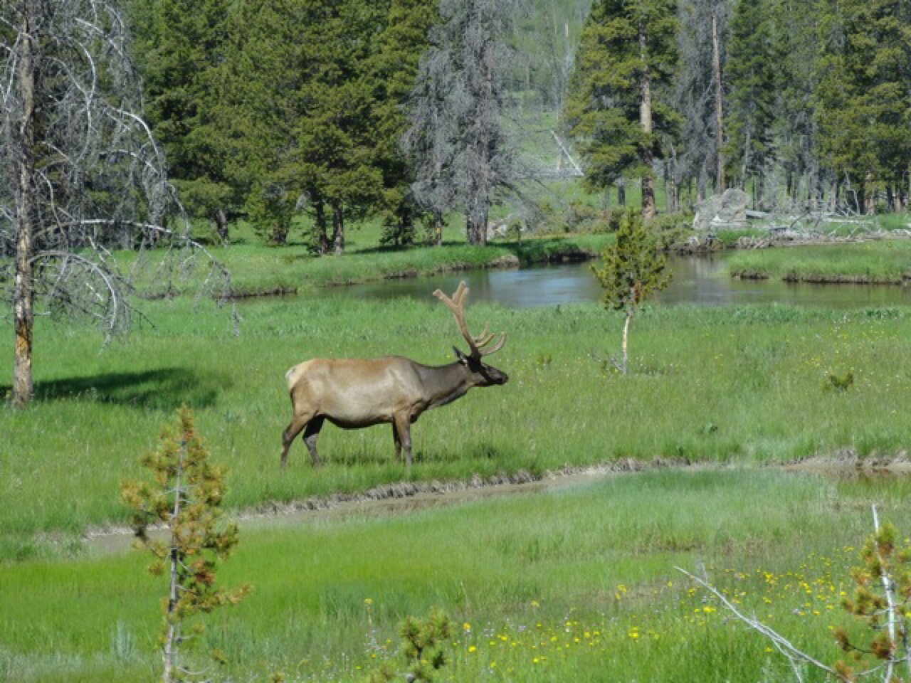 Elk
