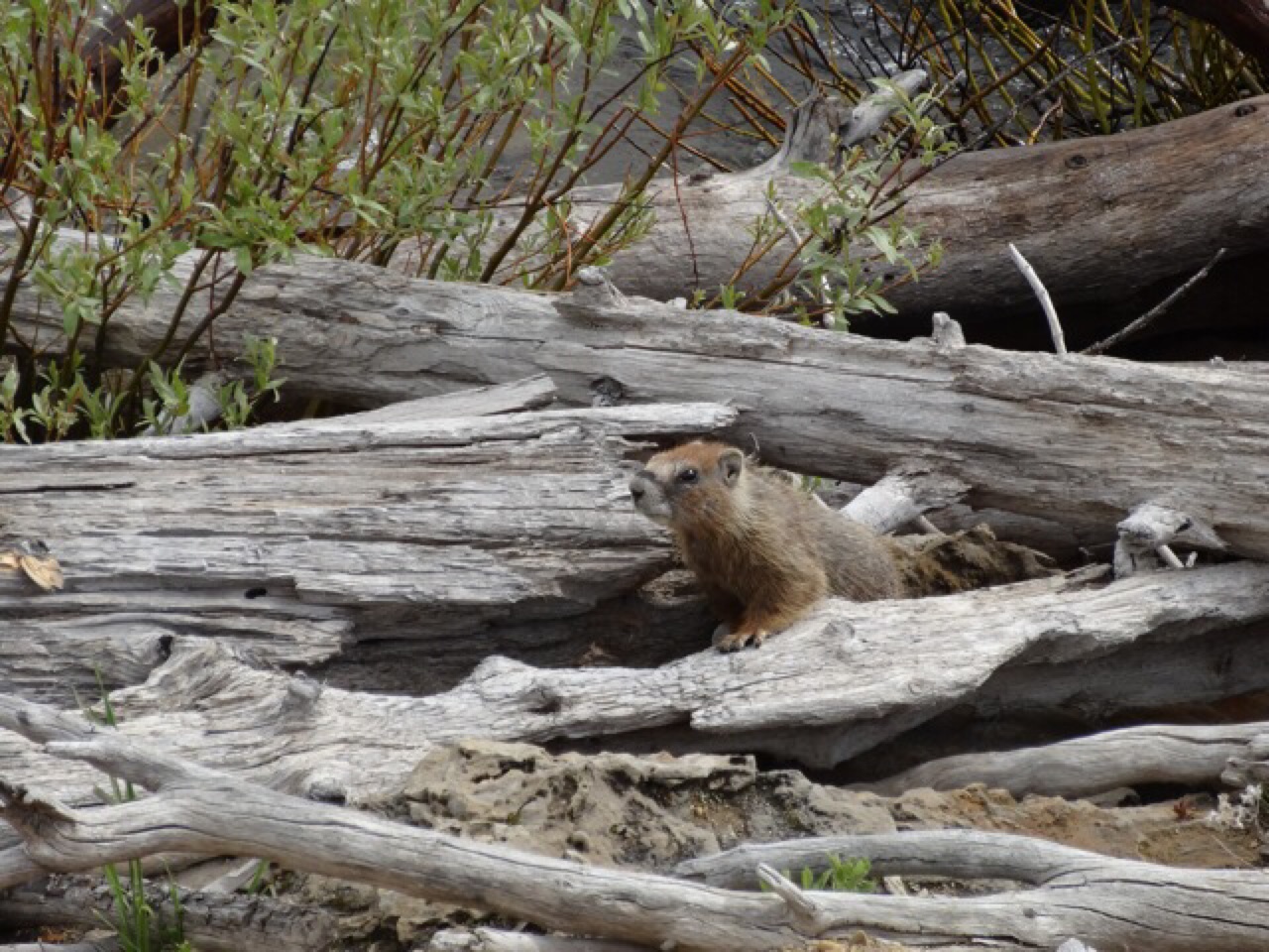 Marmot