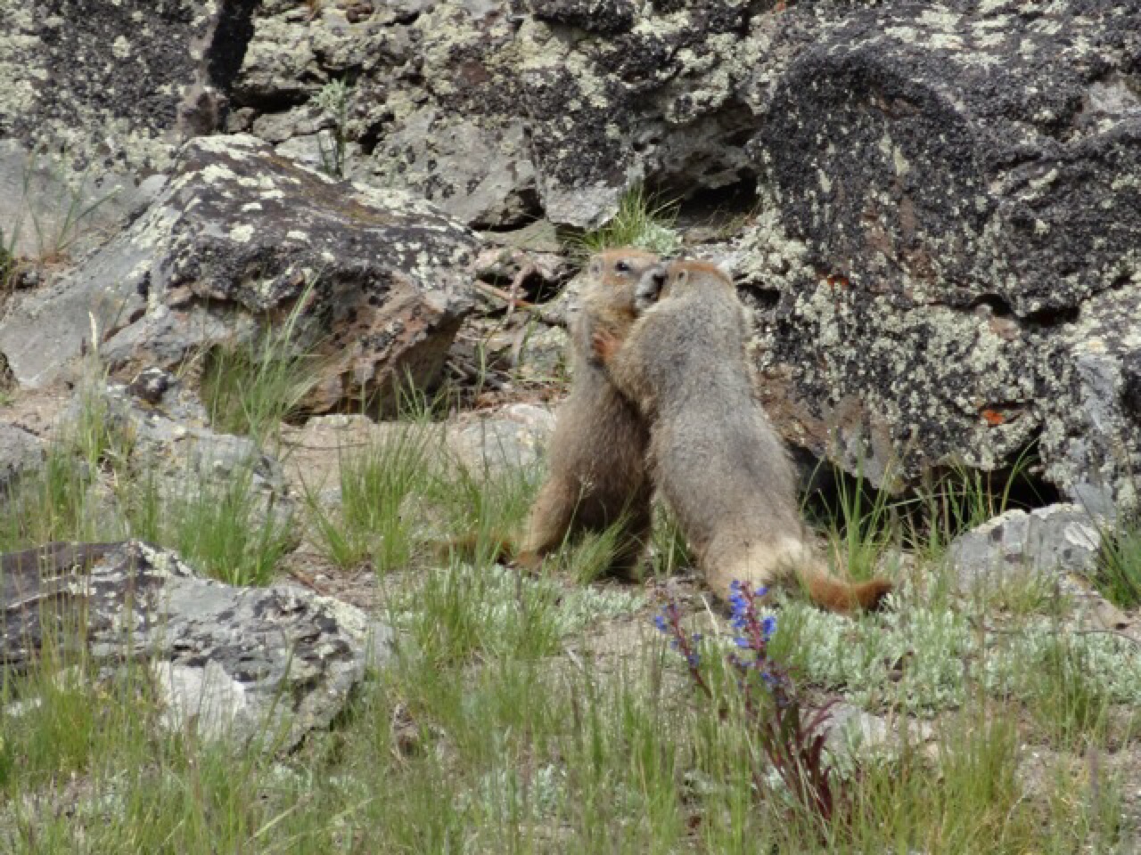 Marmots