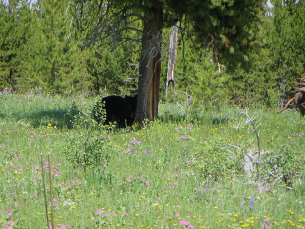 Black Bear (Brendan)