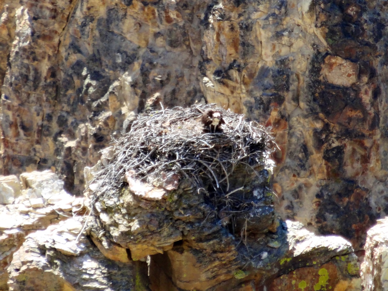 Eagles Nest