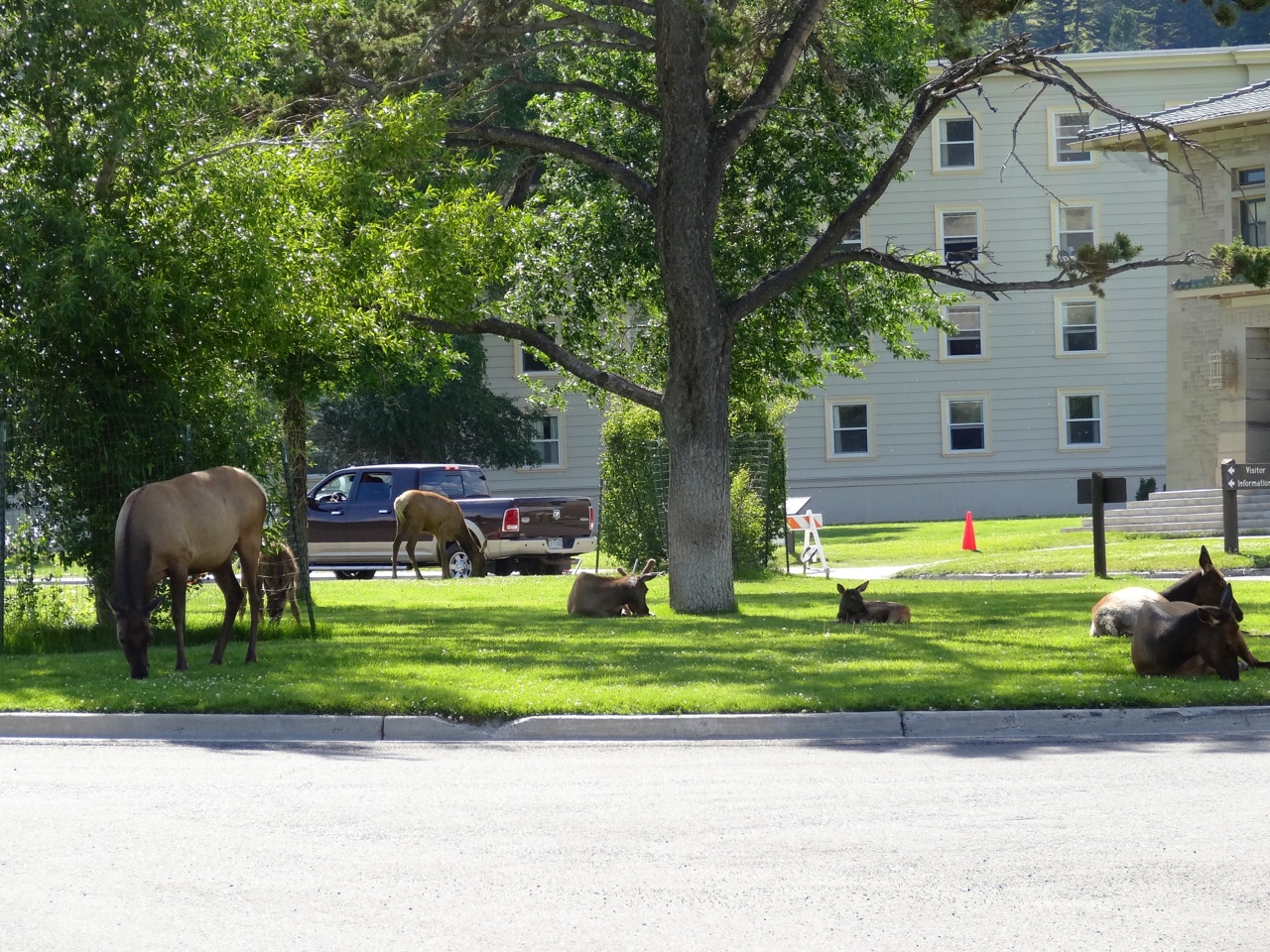 Elk in Mammoth Town Square