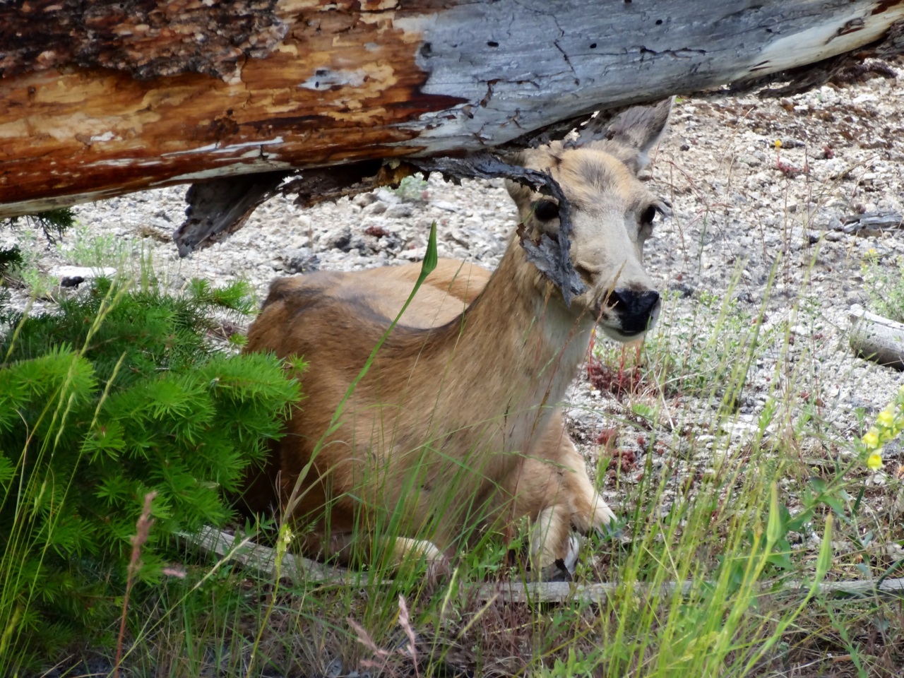 Elk
