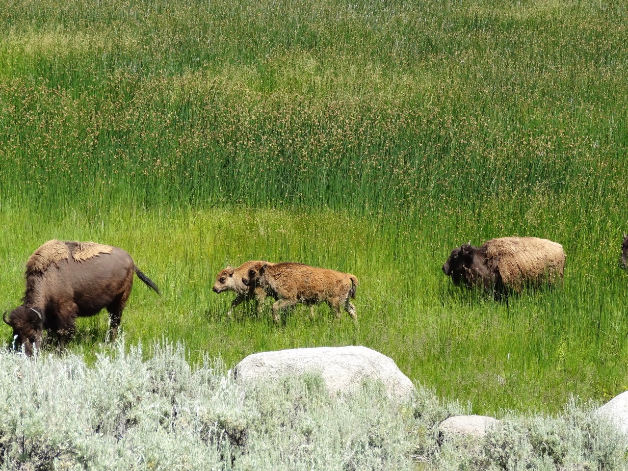 Herd of Bisson