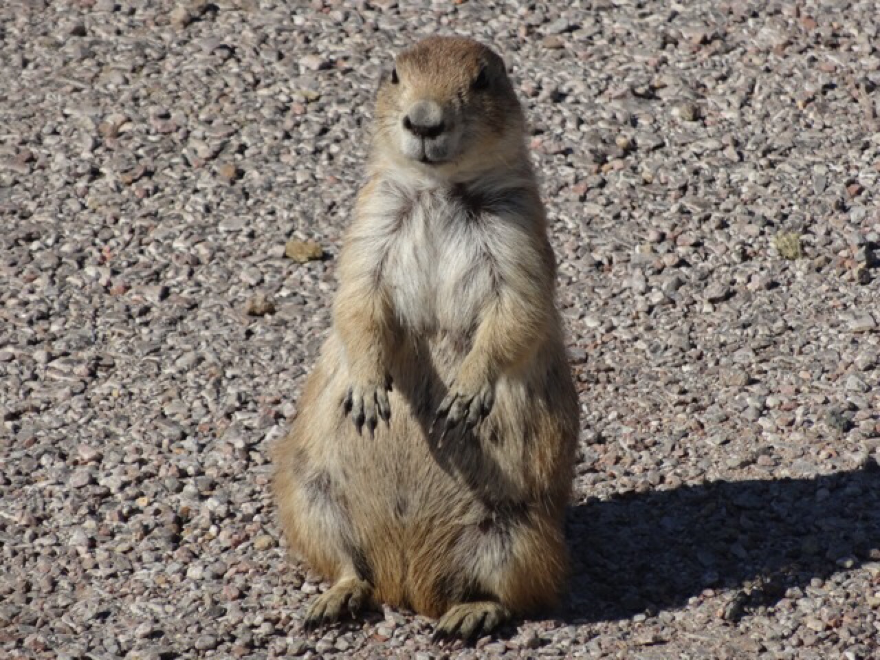 Prairie Dog