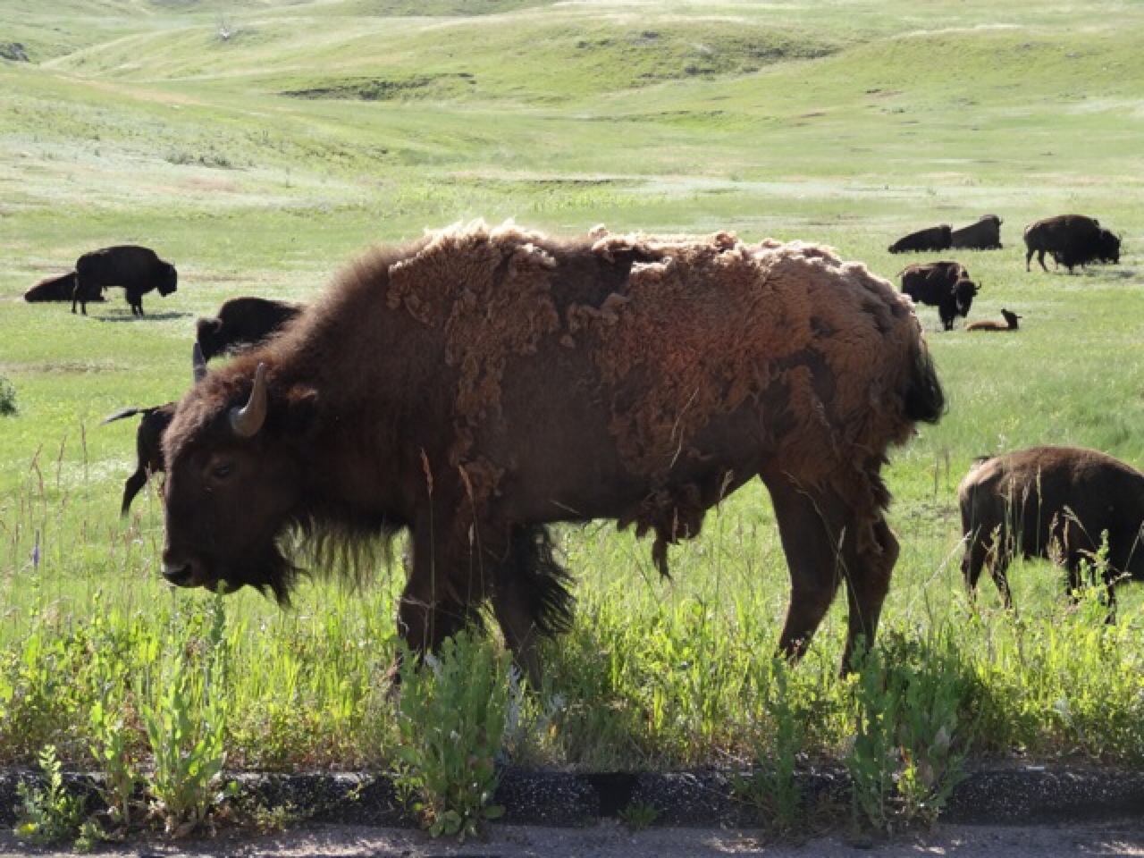 Bison
