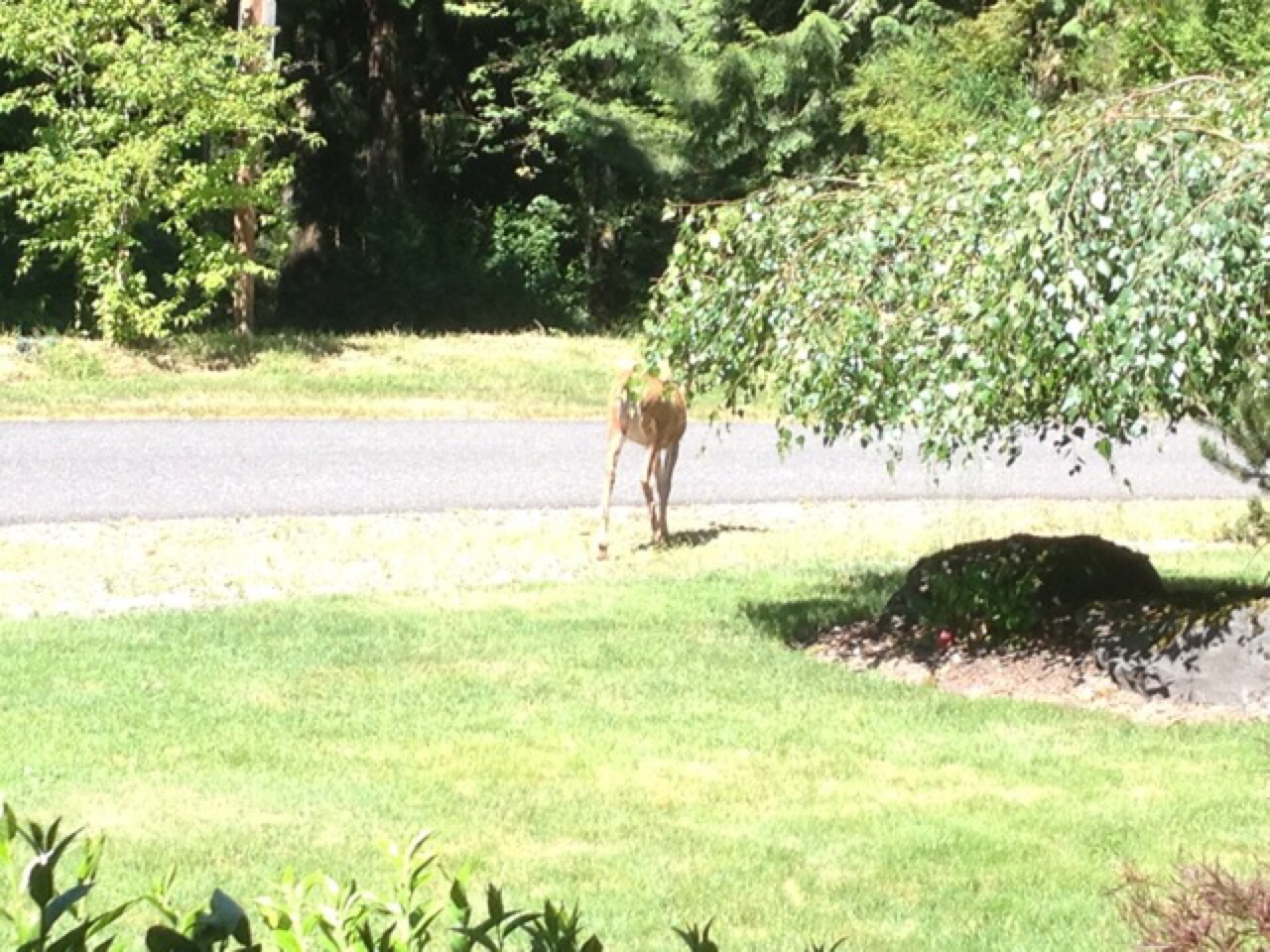 Young Deer
