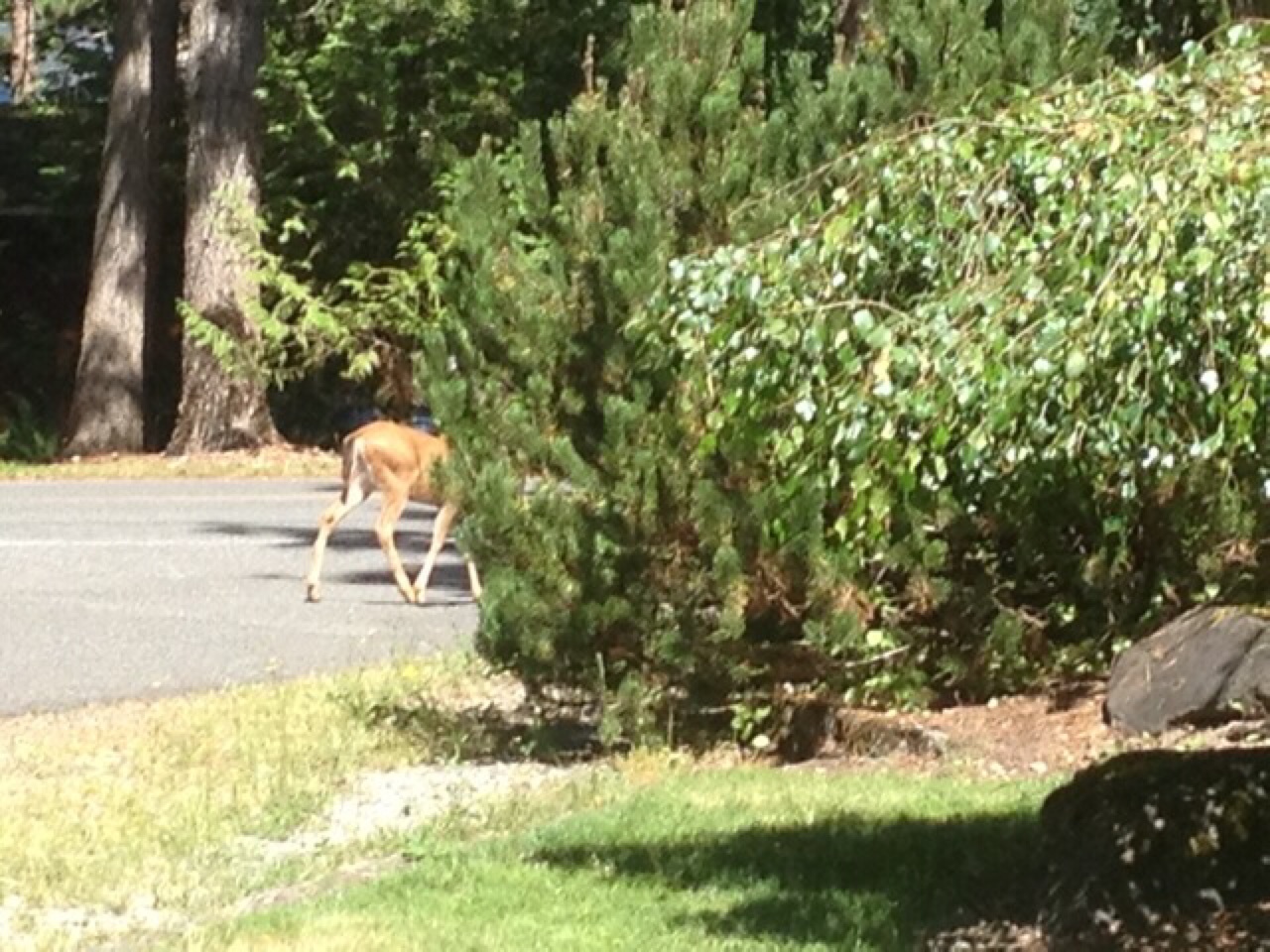 Young Deer