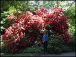 Rhododendron Garden