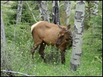 Elk