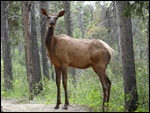 Elk (or were they Waputi?)