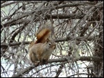 Red Squirrel