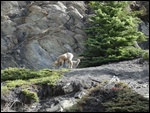 Wild Horned Sheep