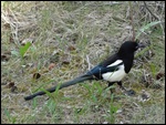 Some Kind of a Bird