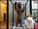 Alaskan Brown Bear