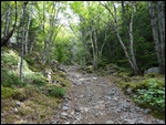 The Trail