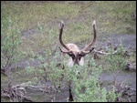 Caribou (Brendan)