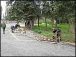 Huskies and Their Sled