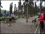 Patting The Huskies