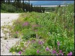 Wildflowers