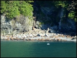 Sea Lions