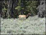 Moose