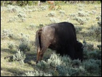 Bison